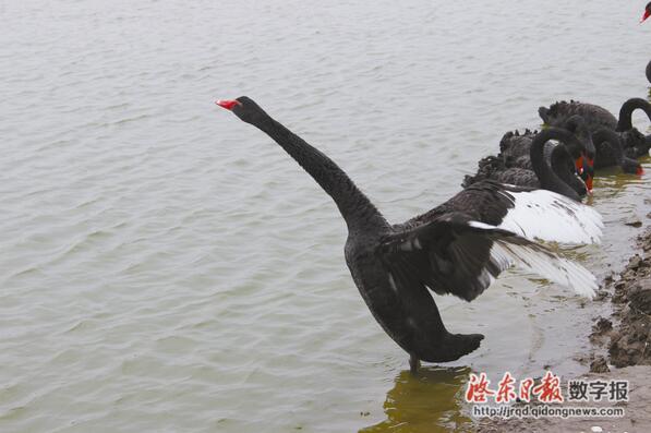 蟹塘飞来一群野生黑天鹅